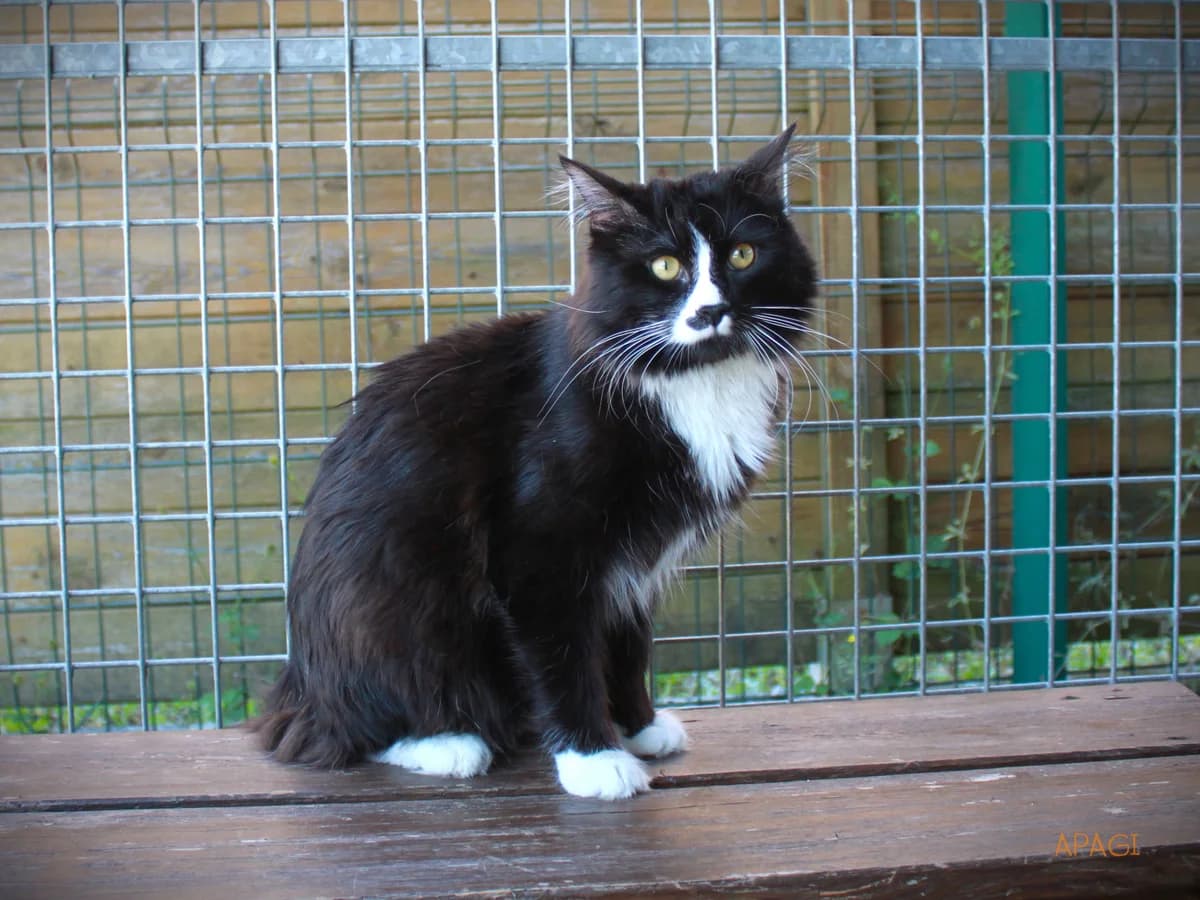 Gotham, Noir et blanc poil mi long male 5yo European Shorthair for adoption at APAGI, Le Versoud