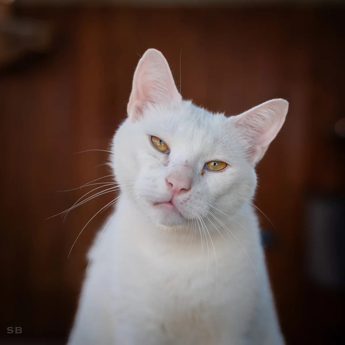 Yuki, Blanc male 5yo European Shorthair for adoption at APAGI, Le Versoud