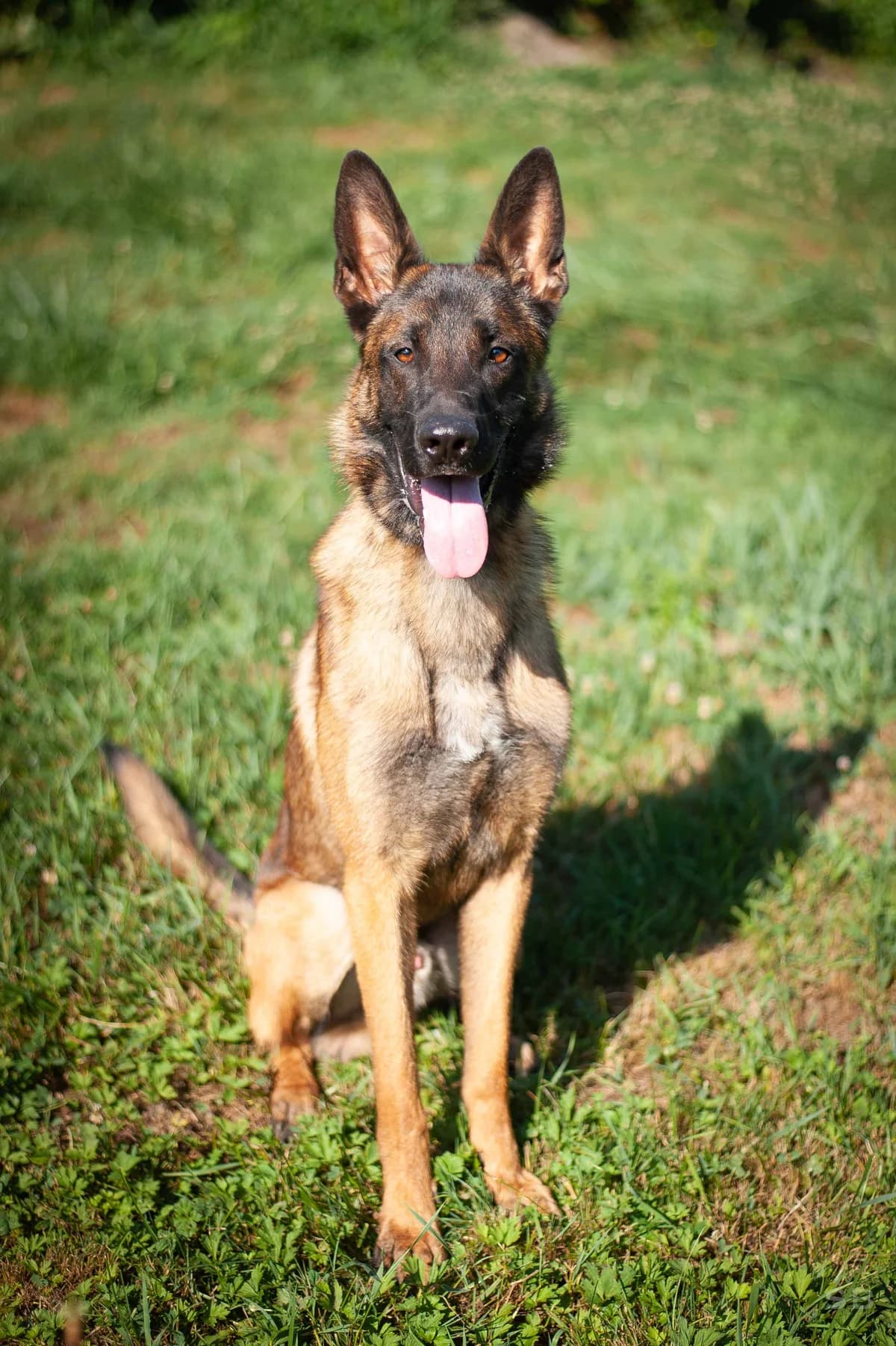 Barney, Fauve charbonné male young mixed breed for adoption at APAGI, Le Versoud
