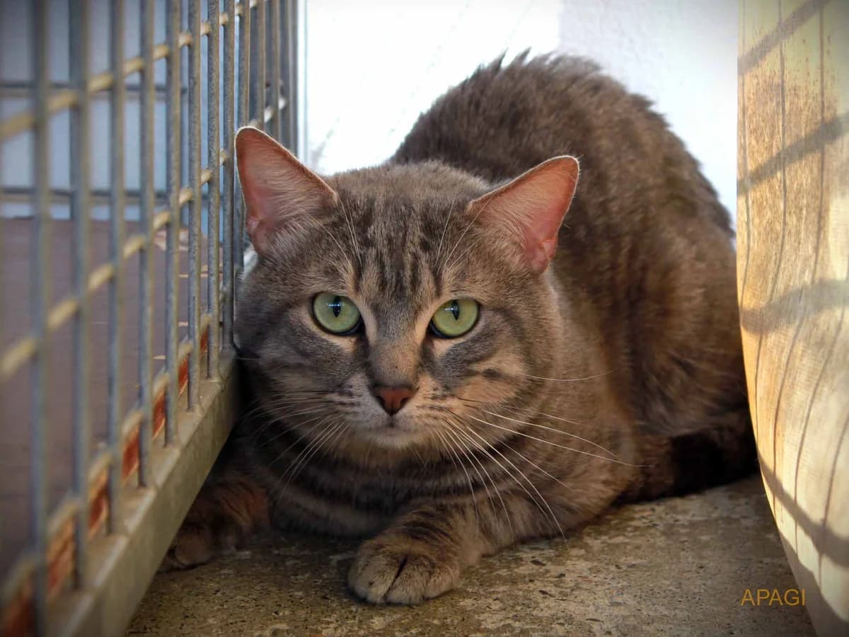 Bibou, Tigré gris male 3yo European Shorthair for adoption at APAGI, Le Versoud