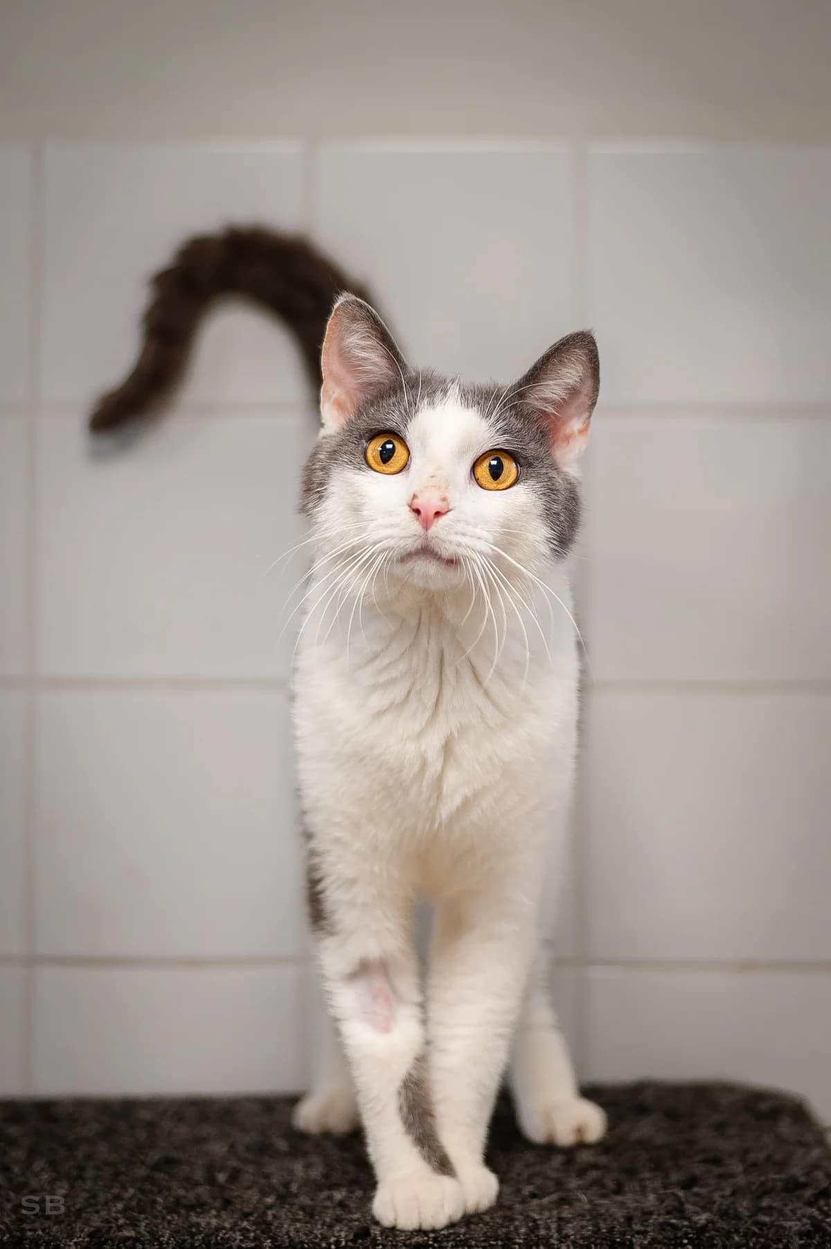 Picsou, Gris et blanc male young European Shorthair for adoption at APAGI, Le Versoud