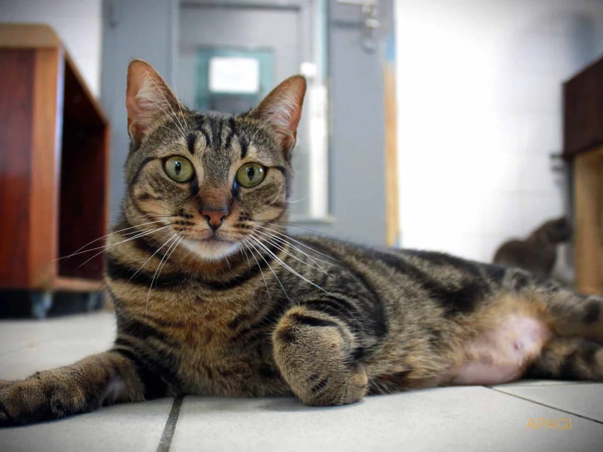 Shibi, Tigrée female young European Shorthair for adoption at APAGI, Le Versoud