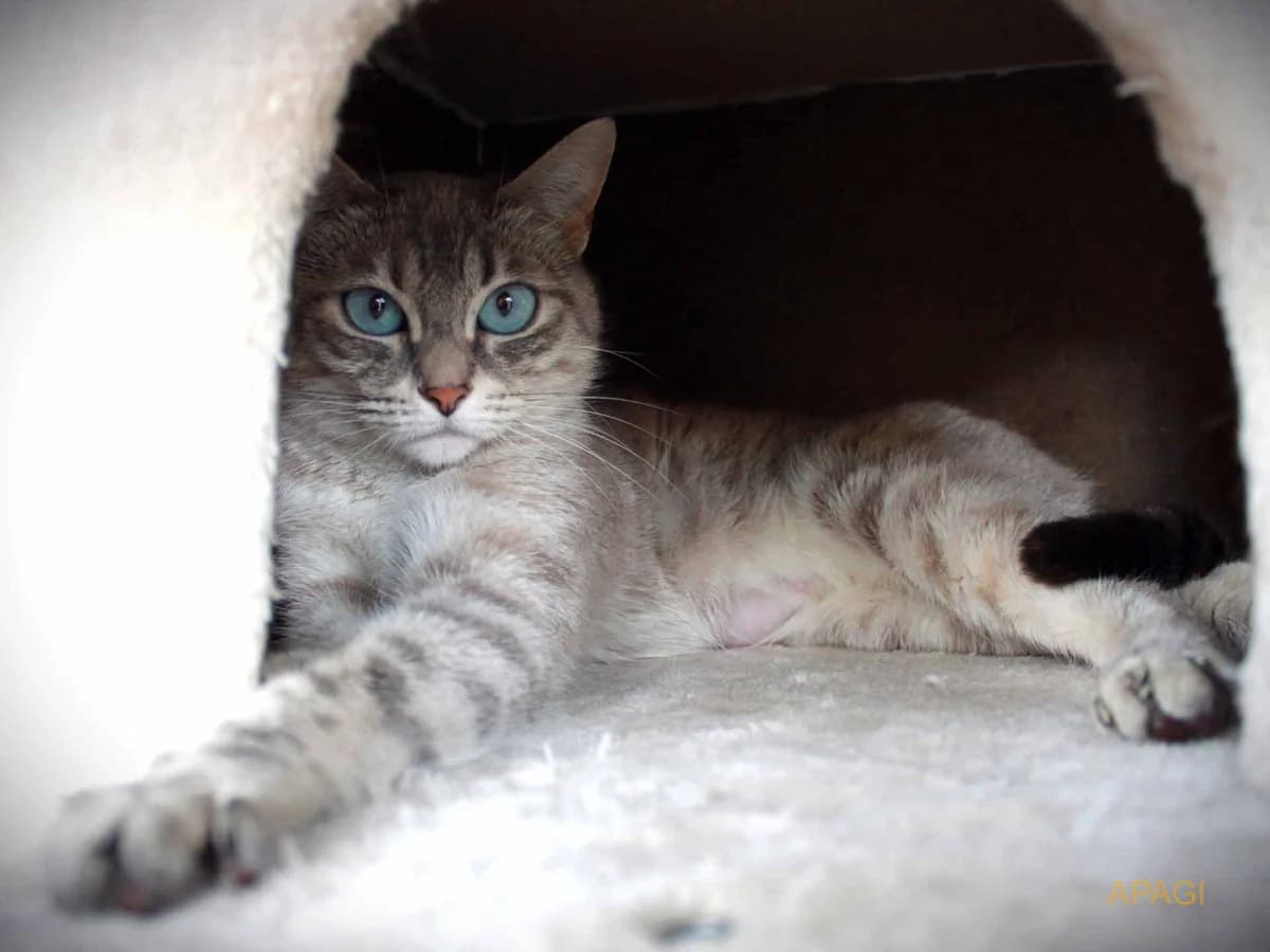Zoa, Blue tabby point female young European Shorthair for adoption at APAGI, Le Versoud