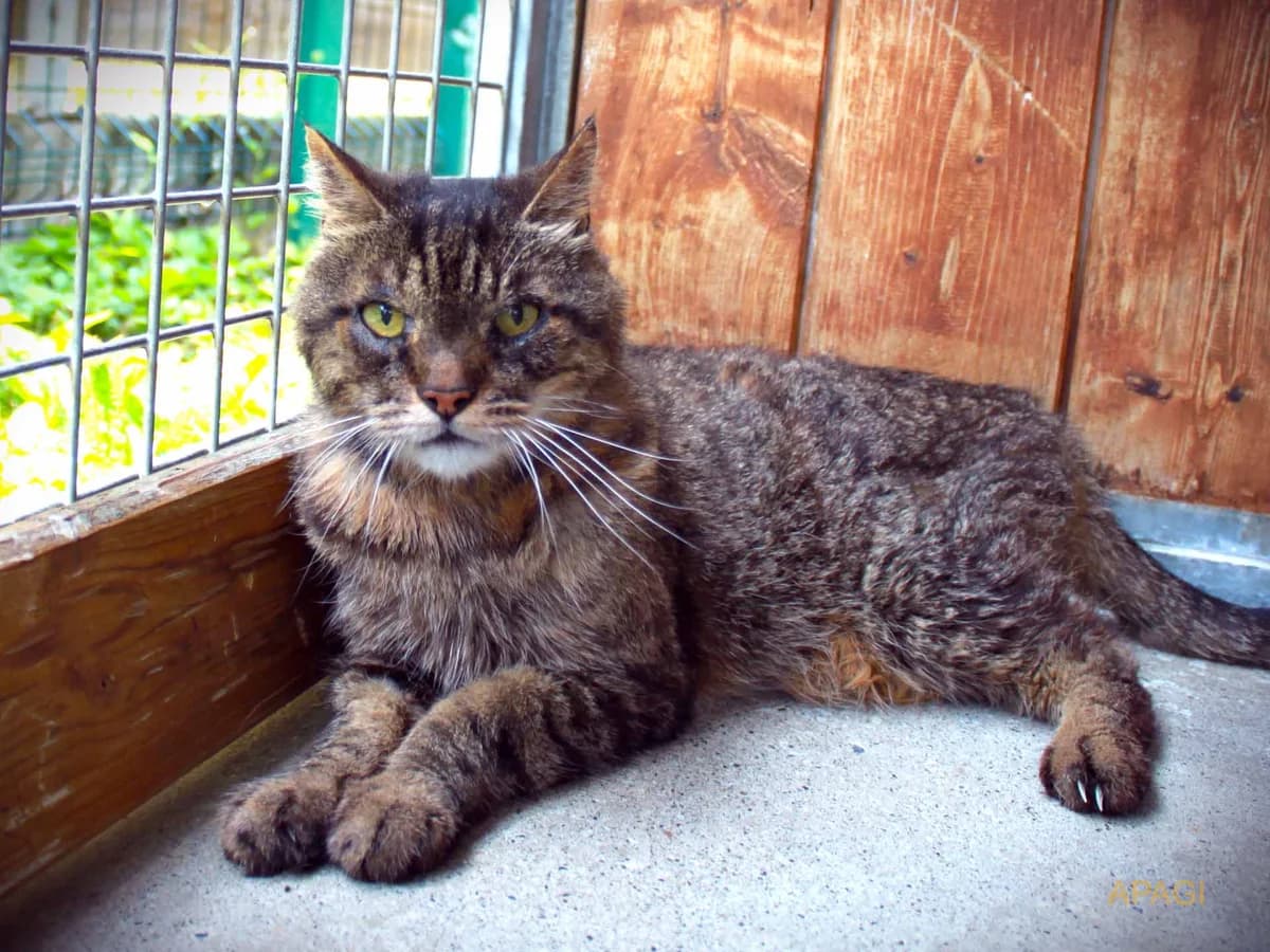 Twixy, Tigré male senior European Shorthair for adoption at APAGI, Le Versoud