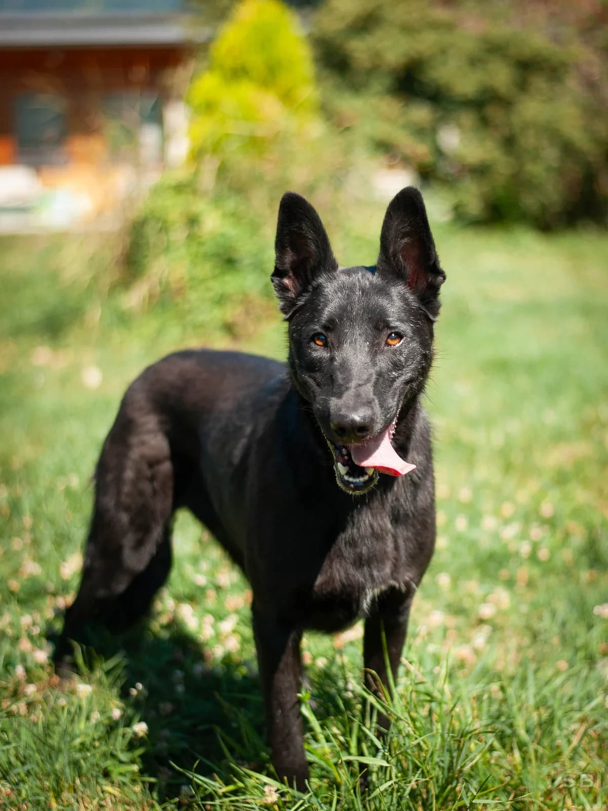 Takis, Noire male 3yo mixed breed for adoption at APAGI, Le Versoud