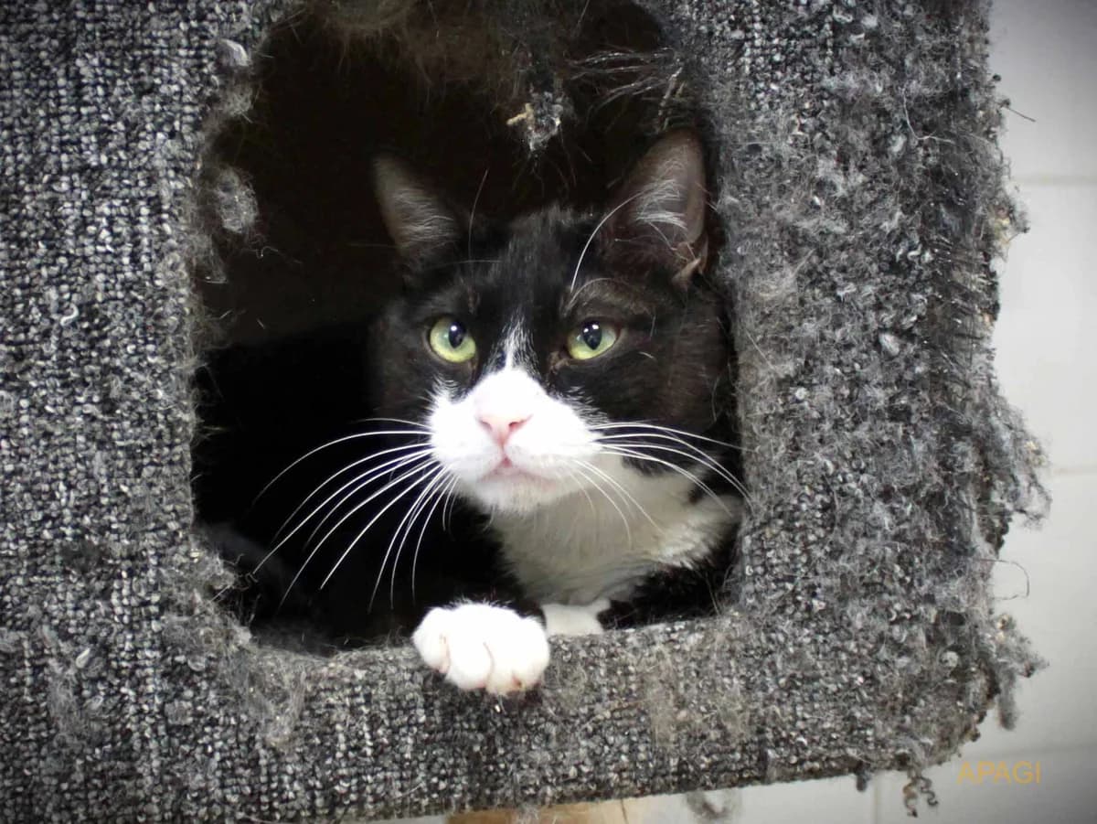 Minos, Noir et blanc male 5yo mixed breed for adoption at APAGI, Le Versoud