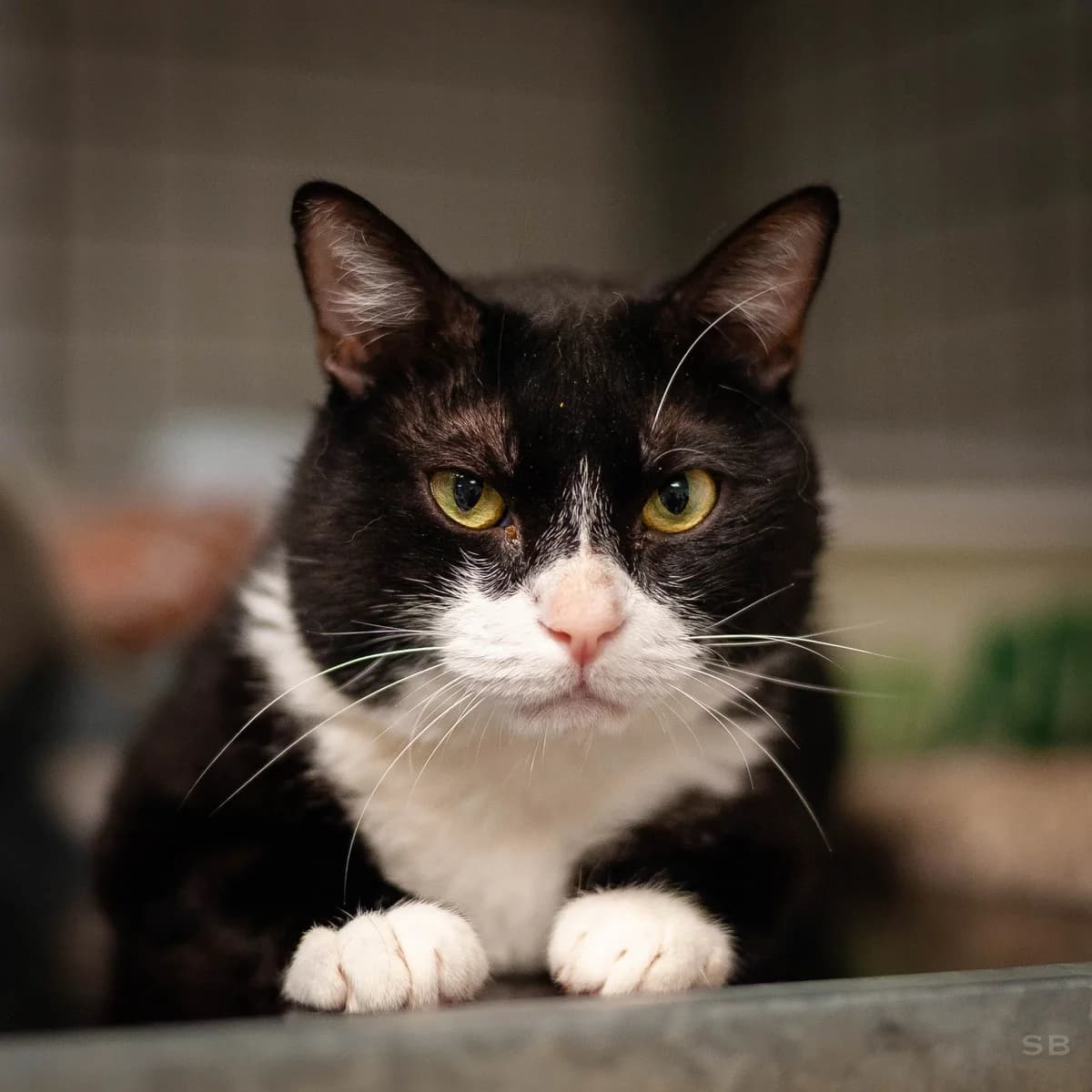 Minos, Noir et blanc male 5yo European Shorthair for adoption at APAGI, Le Versoud