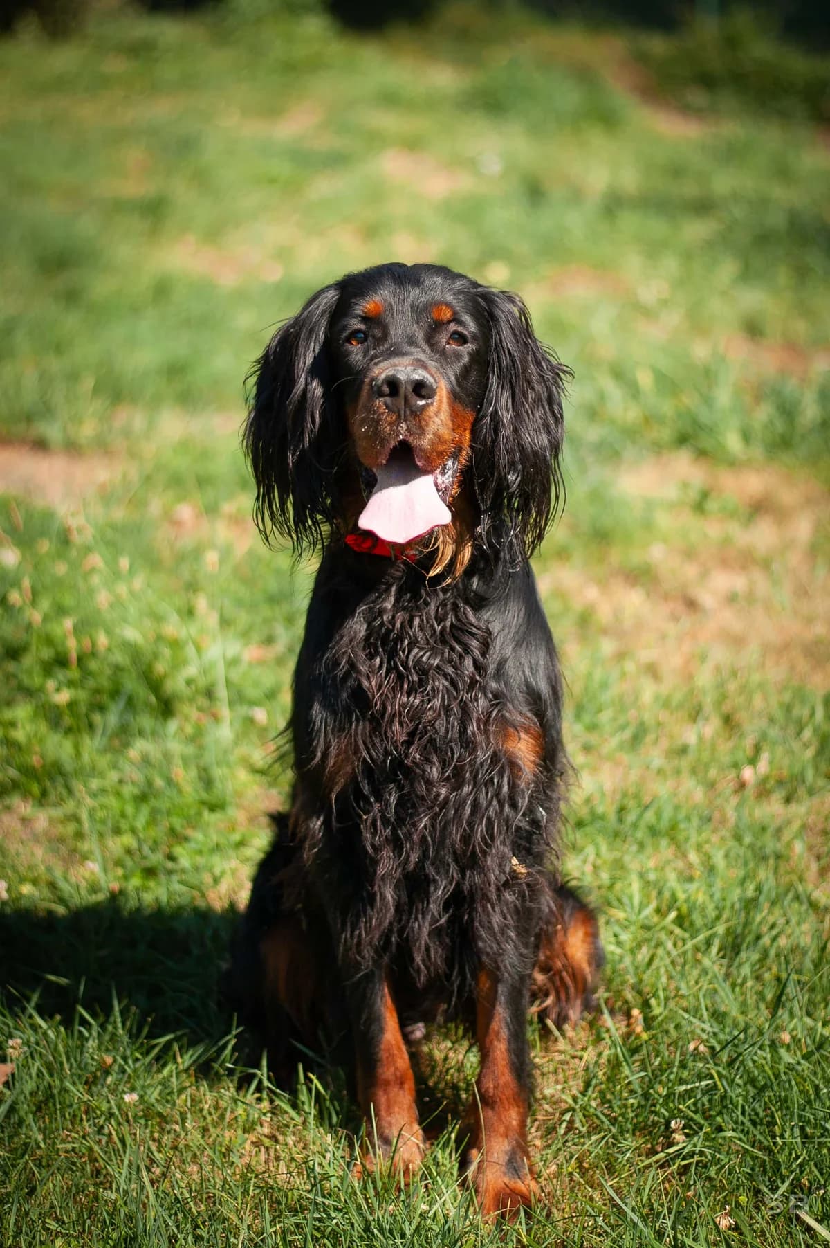 Orus, Noir et feu male young mixed breed for adoption at APAGI, Le Versoud