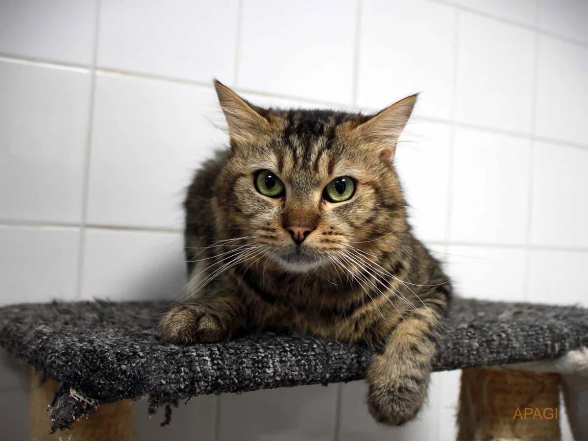 Sirac, Tigré poil mi long male 6yo European Shorthair for adoption at APAGI, Le Versoud