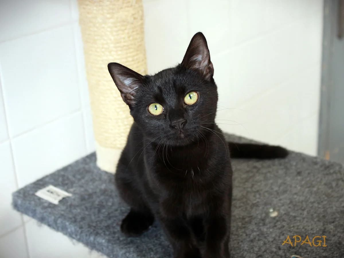 Kuina, noire female puppy mixed breed for adoption at APAGI, Le Versoud