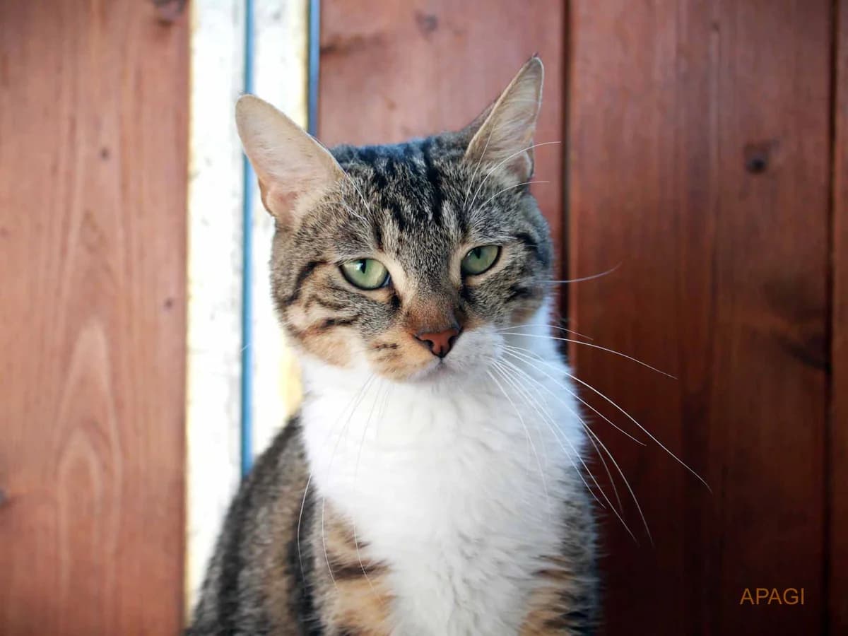 Still, Tigrée et blanche female young European Shorthair for adoption at APAGI, Le Versoud
