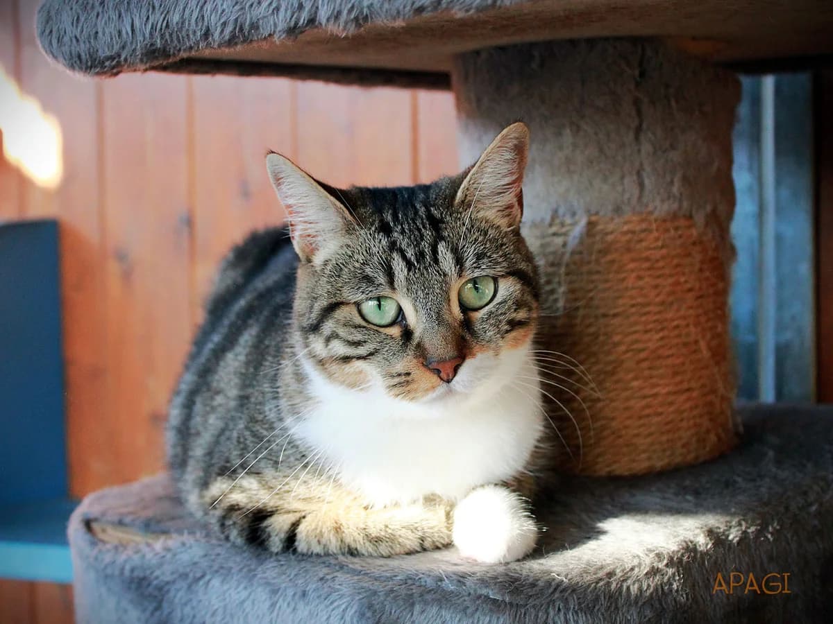 Still, Tigrée et blanche female young European Shorthair for adoption at APAGI, Le Versoud
