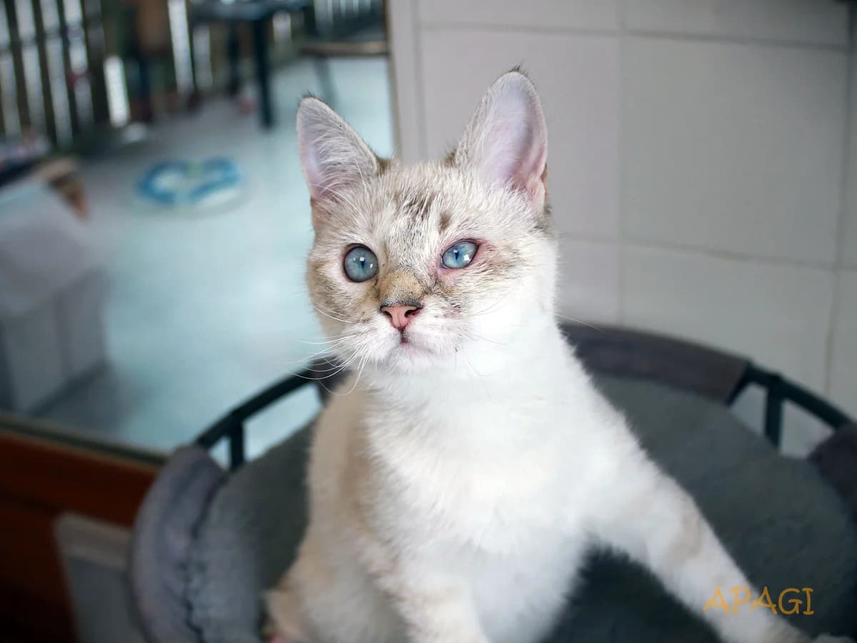 Traviata, Blue point female puppy Siamese for adoption at APAGI, Le Versoud