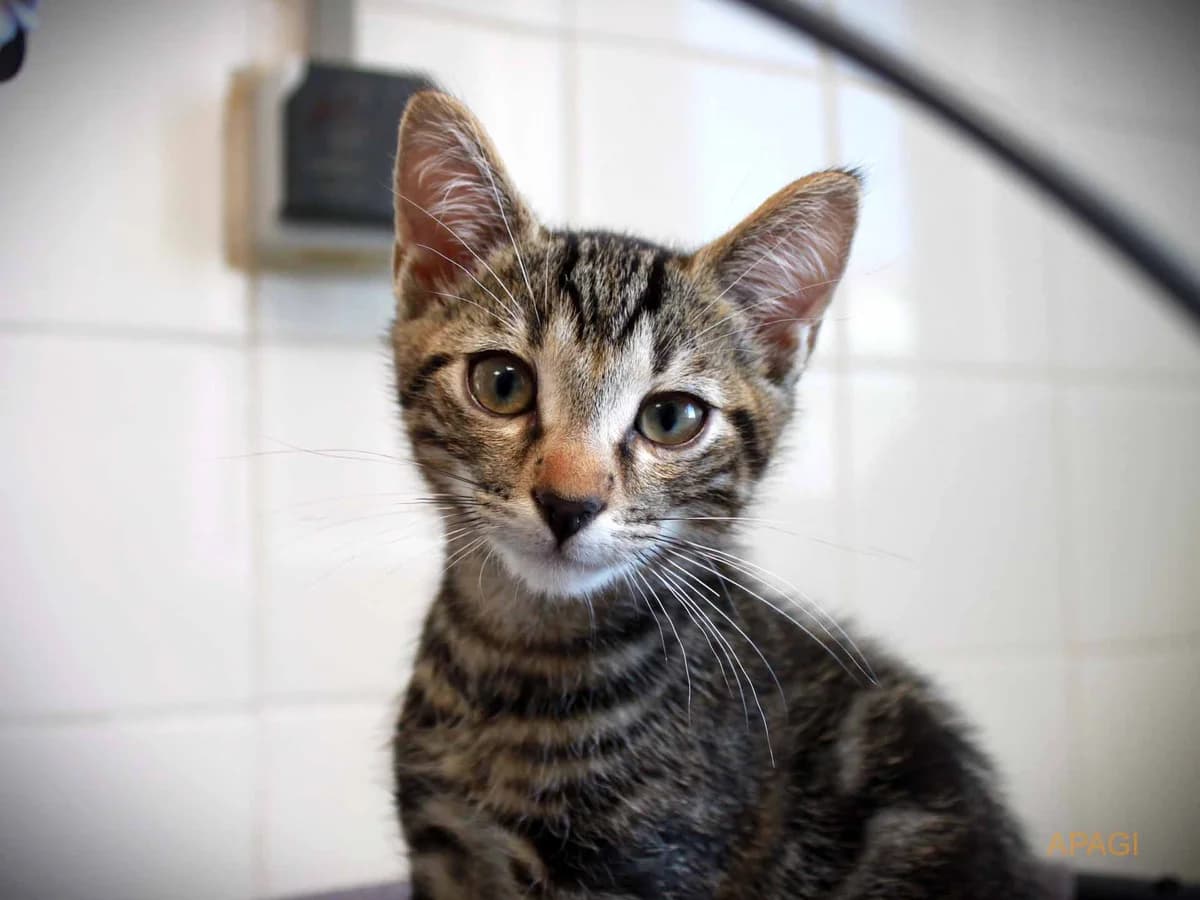 Speedy, Tigré male puppy European Shorthair for adoption at APAGI, Le Versoud