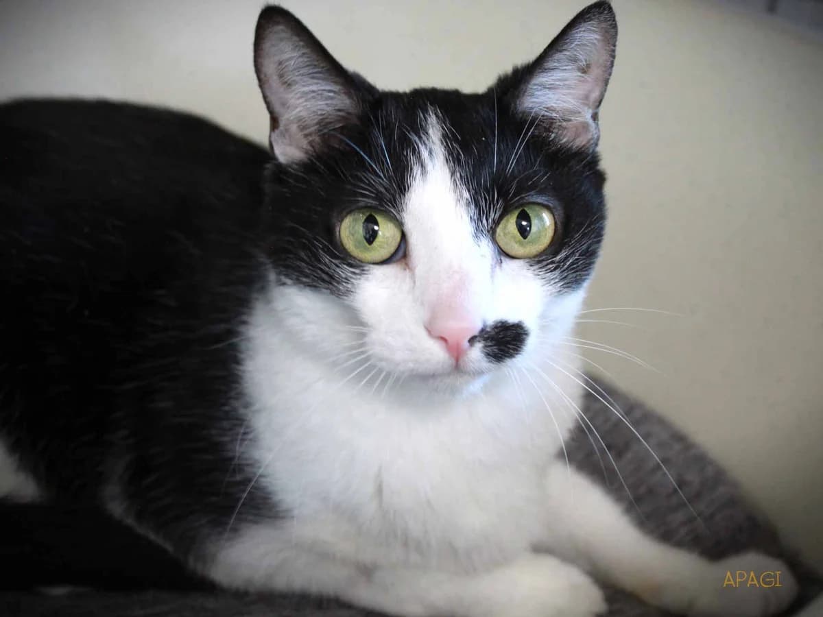 Buffy, Noire et blanche female young European Shorthair for adoption at APAGI, Le Versoud
