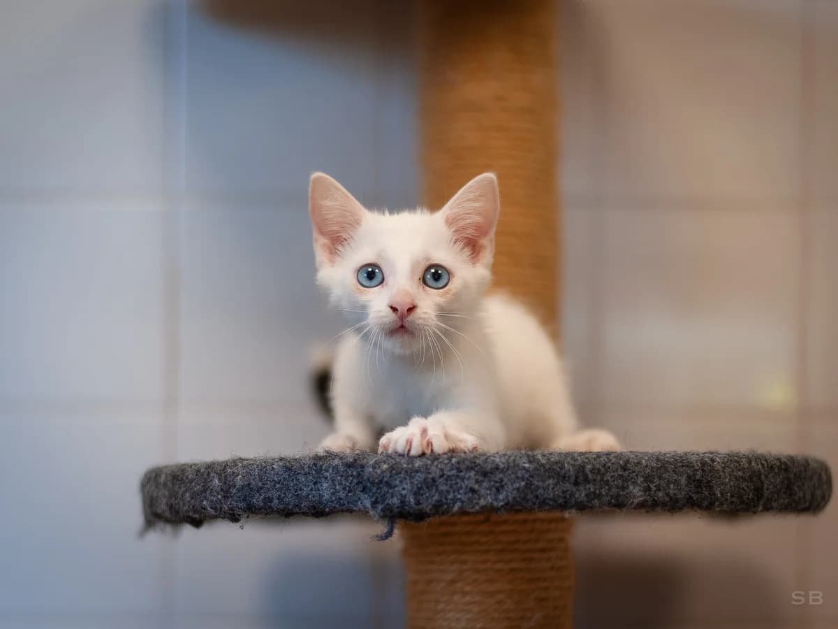 Mokai, Blanc et noir male puppy European Shorthair for adoption at APAGI, Le Versoud