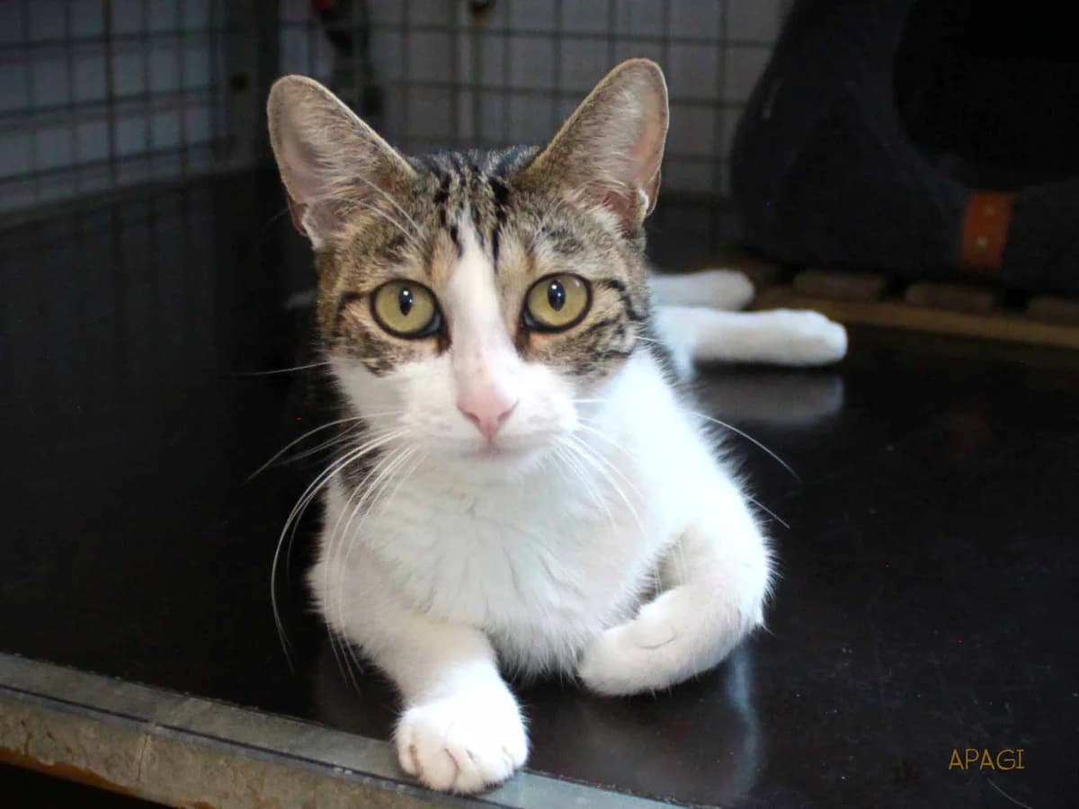 Claya, Tigrée et blanche female 3yo European Shorthair for adoption at APAGI, Le Versoud