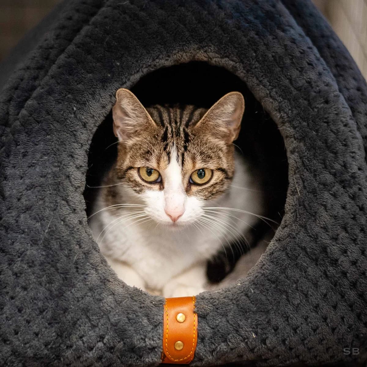 Claya, Tigrée et blanche female 3yo European Shorthair for adoption at APAGI, Le Versoud