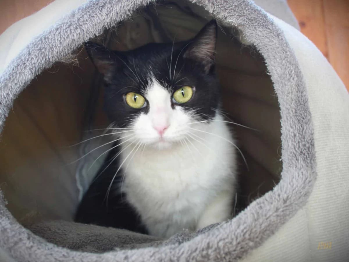 Batoua, Noire et blanche female 5yo European Shorthair for adoption at APAGI, Le Versoud