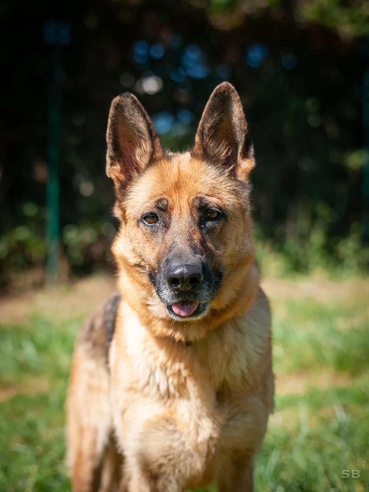 Delilah, Noire et Feu female 6yo German Shepherd for adoption at APAGI, Le Versoud