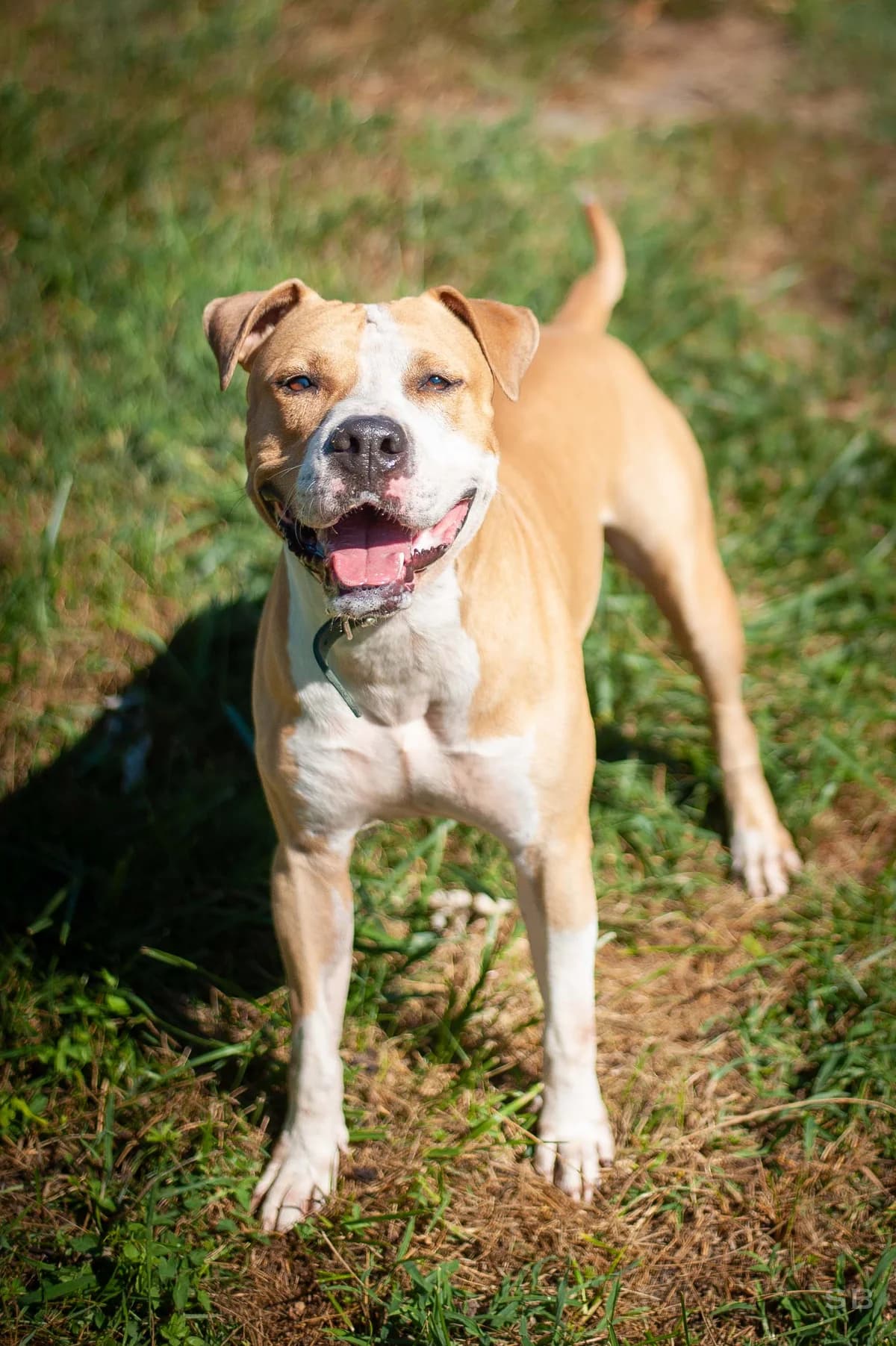 Dino, Fauve et Blanche male 6yo Mixed Breed for adoption at APAGI, Le Versoud