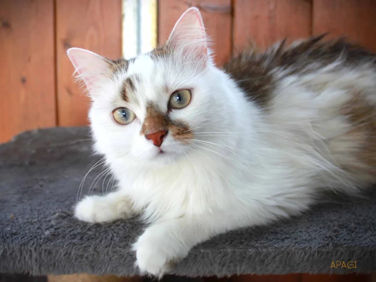 Shao, Blanche et tigrée poils mi longs female young European Shorthair for adoption at APAGI, Le Versoud