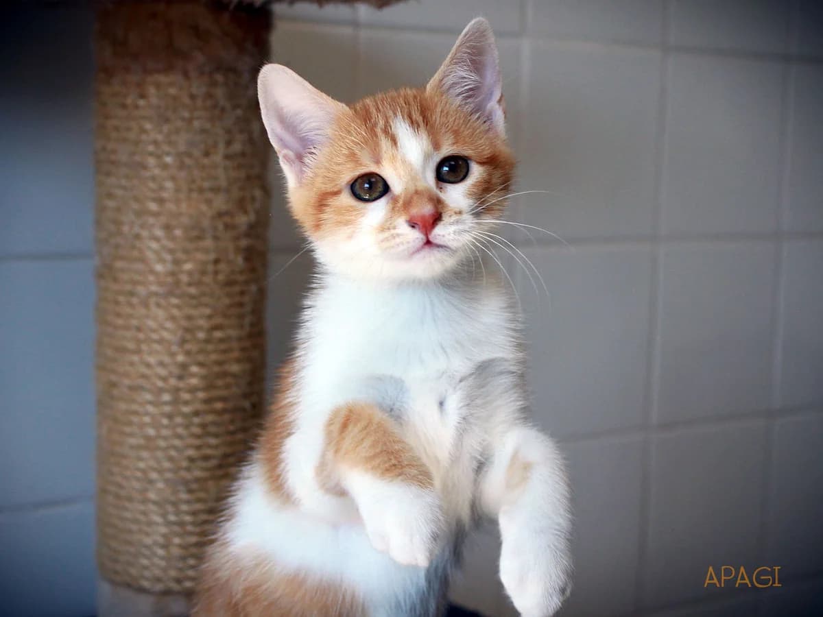 Hazel, Tigrée rousse et blanche female puppy European Shorthair for adoption at APAGI, Le Versoud