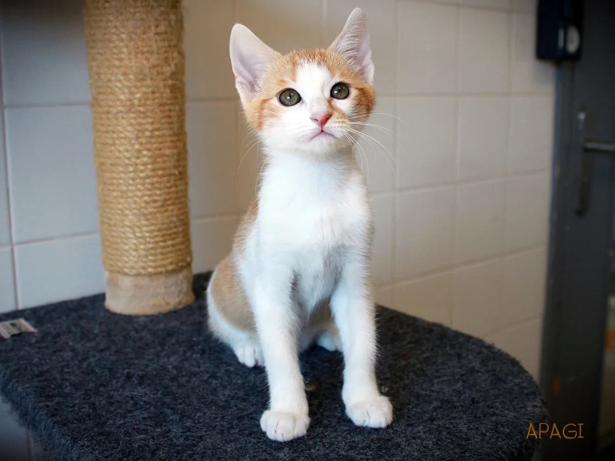 Sienna, Tigrée rousse et blanche female puppy mixed breed for adoption at APAGI, Le Versoud