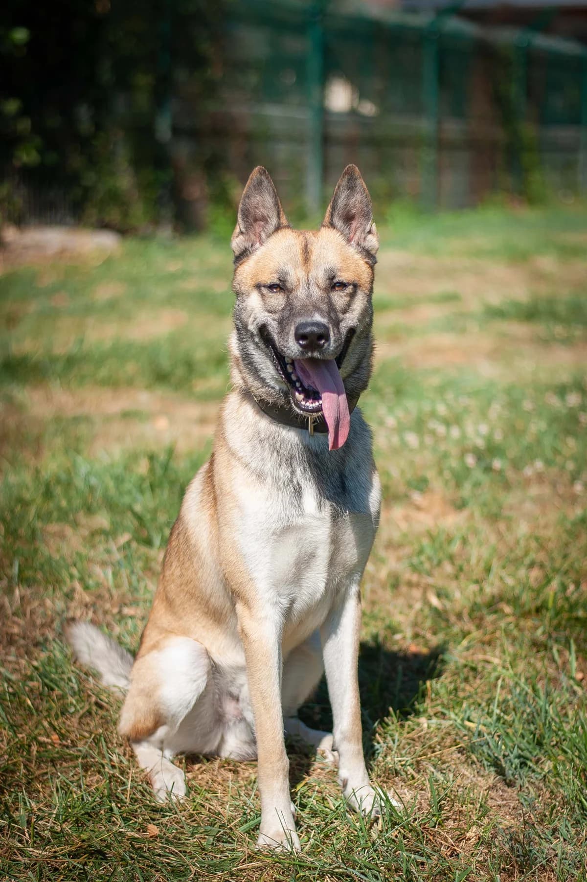 Bjorn, Sable charbonné et blanc male 6yo Husky for adoption at APAGI, Le Versoud