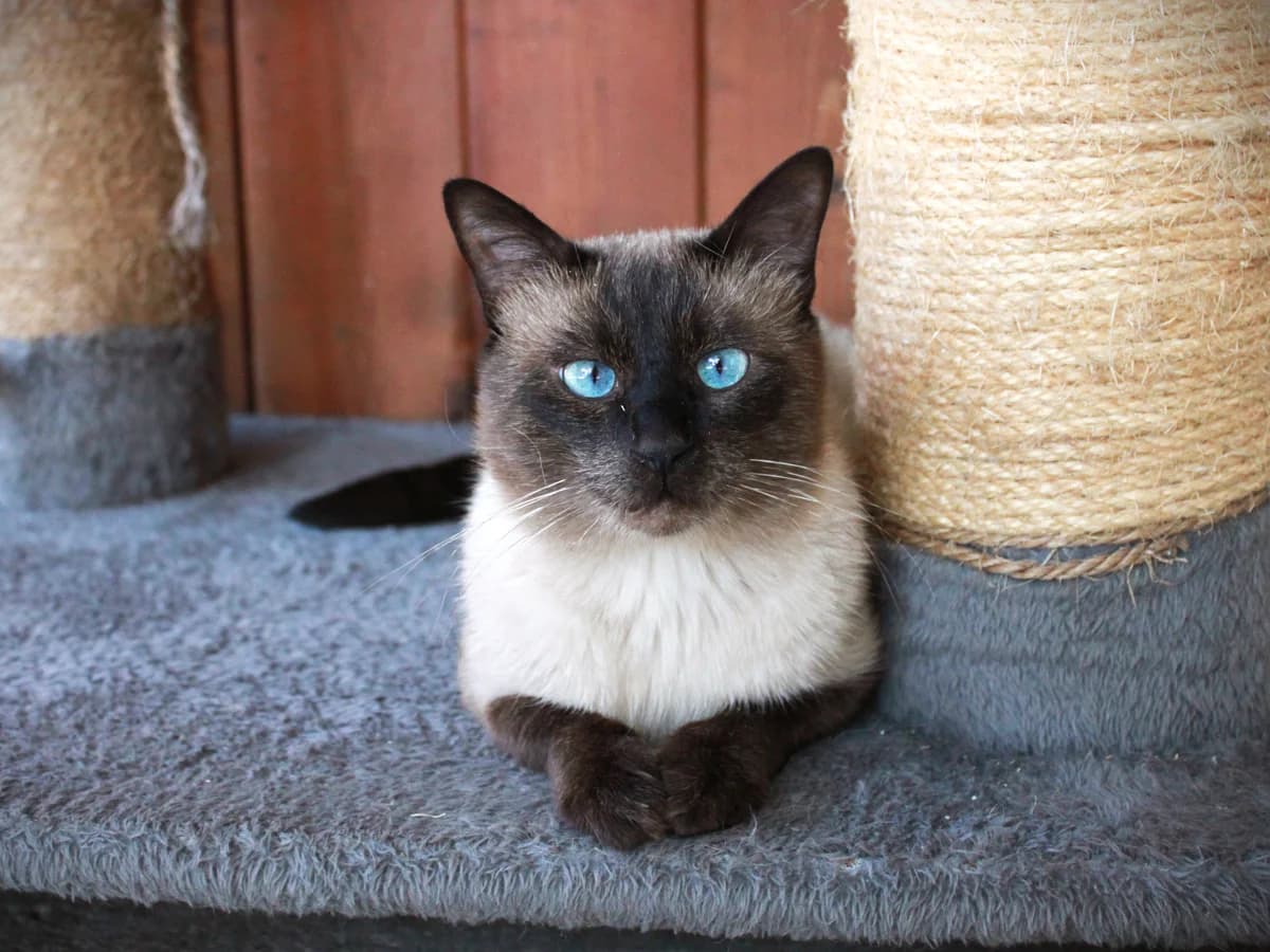 Mono, Seal point male 4yo Siamese for adoption at APAGI, Le Versoud