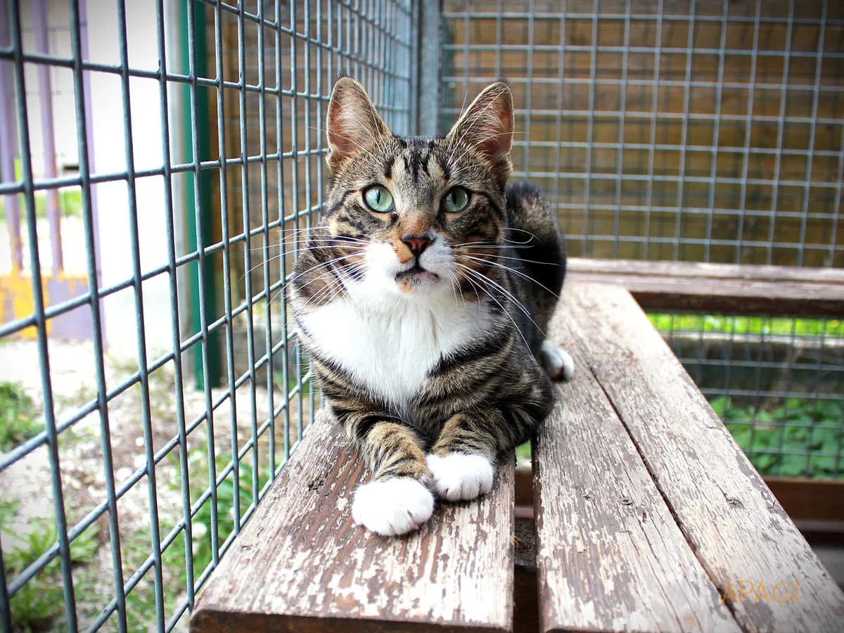 Talos, Tigré et blanc male 3yo European Shorthair for adoption at APAGI, Le Versoud