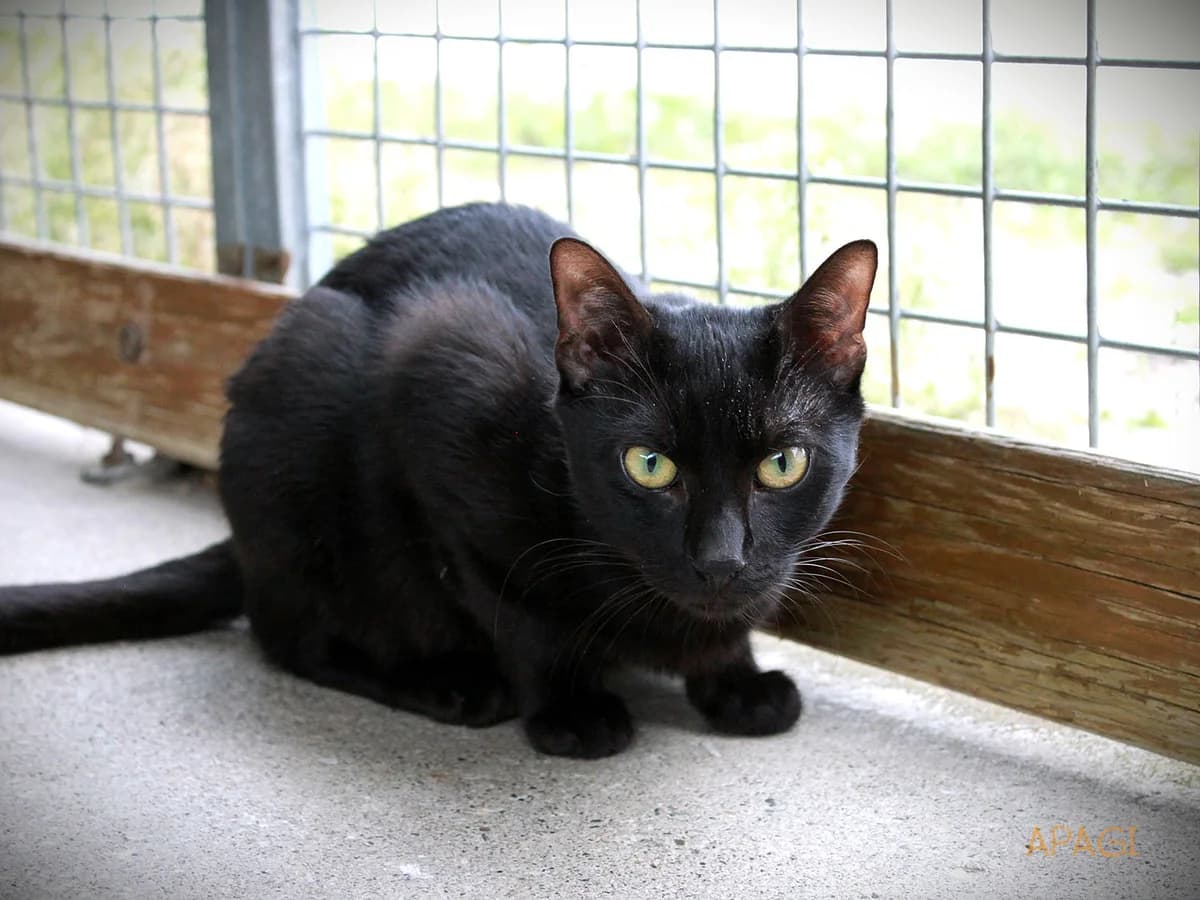 Artemis, Noir male 6yo European Shorthair for adoption at APAGI, Le Versoud