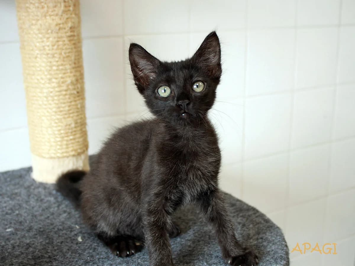 Nyx, Noire female puppy European Shorthair for adoption at APAGI, Le Versoud