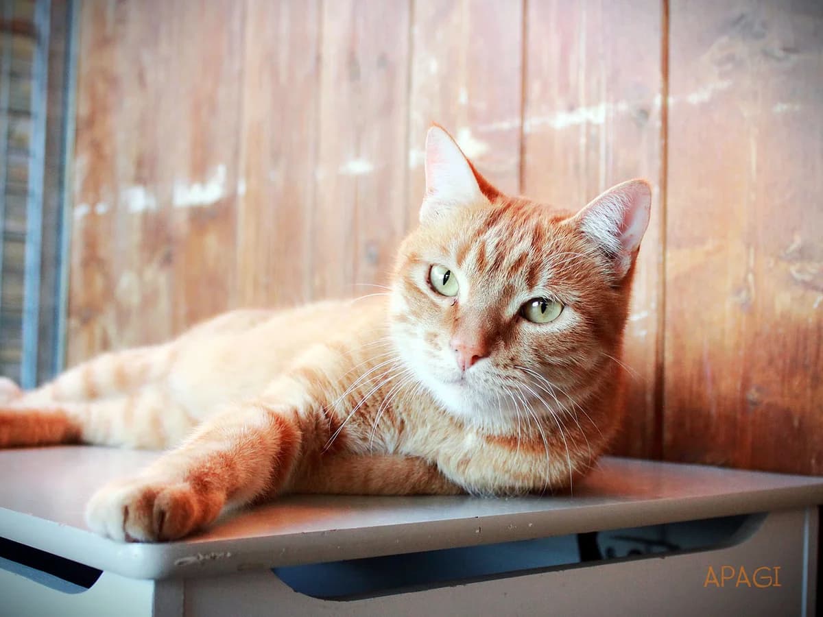 Nox, Tigré roux male 3yo European Shorthair for adoption at APAGI, Le Versoud