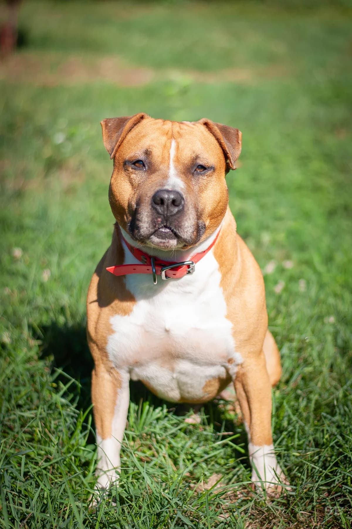 Rouky, Fauve panachure blanc male 6yo American Staffordshire Terrier for adoption at APAGI, Le Versoud