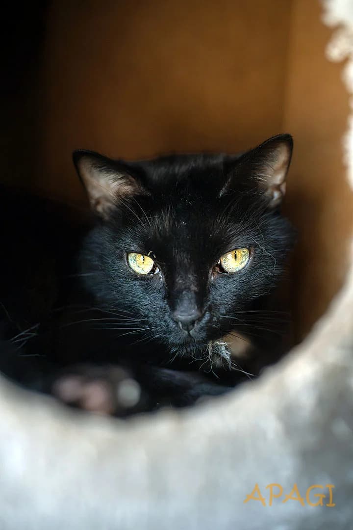 Cahuette, Noire et blanche female senior European Shorthair for adoption at APAGI, Le Versoud