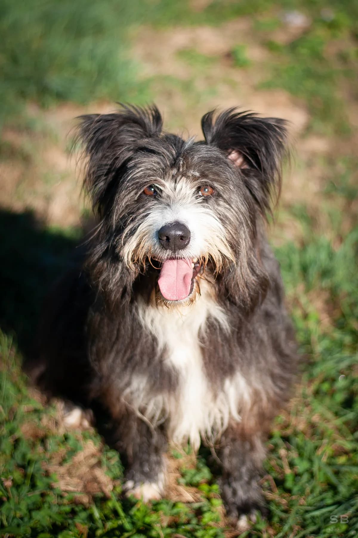 Django, gris et blanc male 4yo mixed breed for adoption at APAGI, Le Versoud