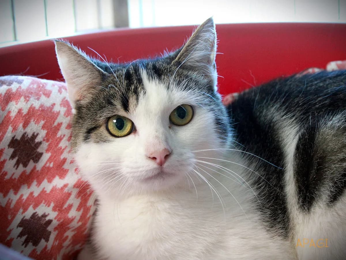 Swift, tigrée et blanche female puppy European Shorthair for adoption at APAGI, Le Versoud