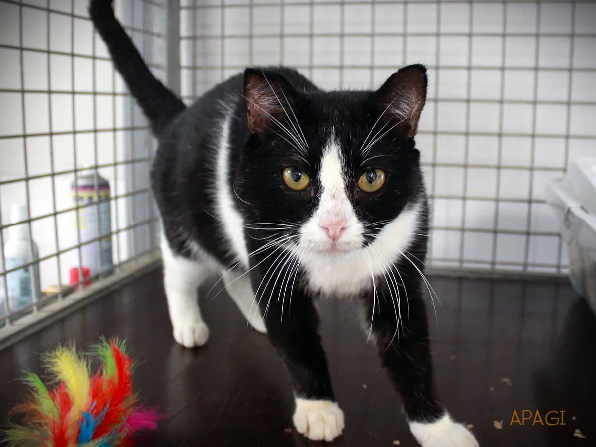 Mohg, Noir et blanc male 7yo European Shorthair for adoption at APAGI, Le Versoud