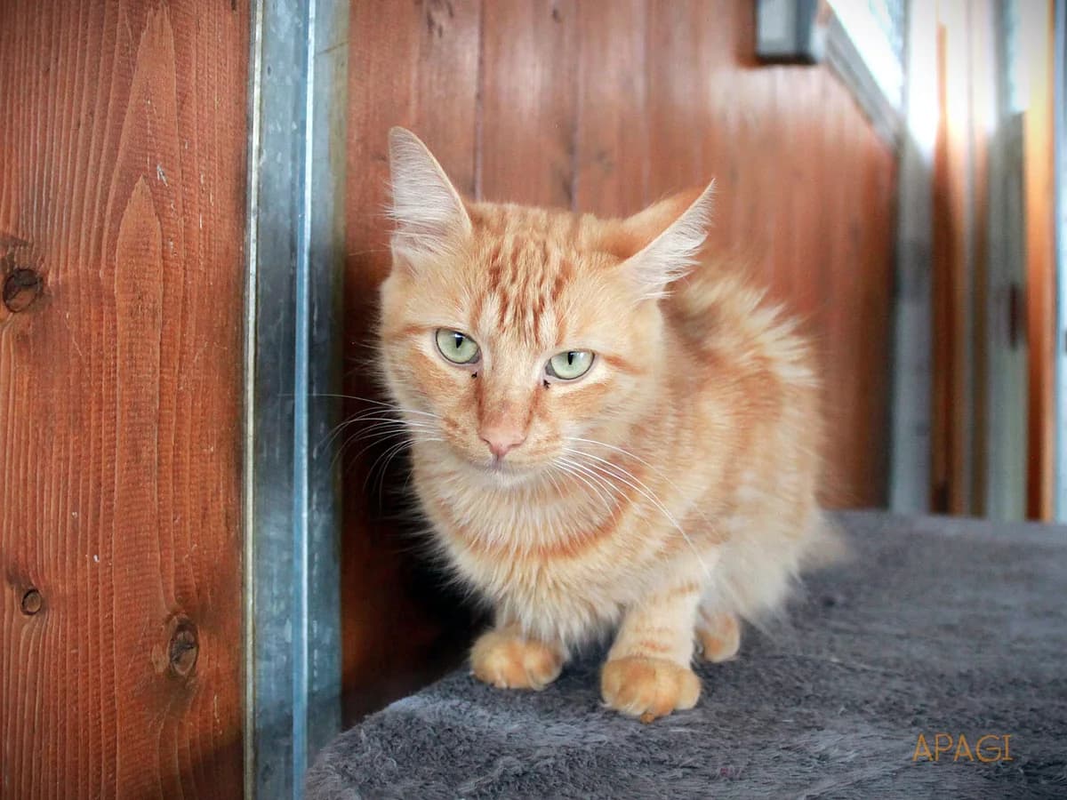Ranni, Rousse poil mi long female young European Shorthair for adoption at APAGI, Le Versoud