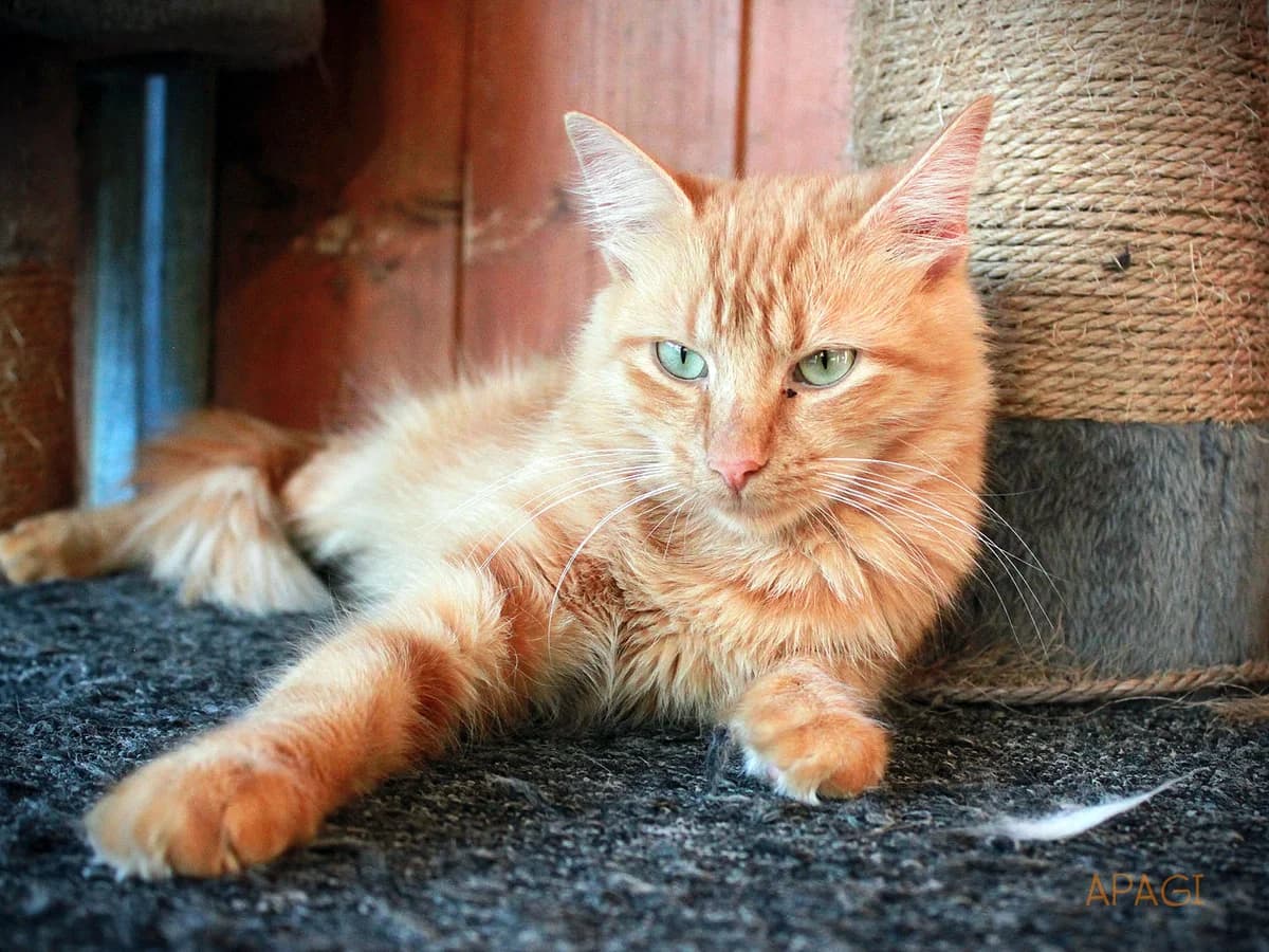 Ranni, Rousse poil mi long female young European Shorthair for adoption at APAGI, Le Versoud