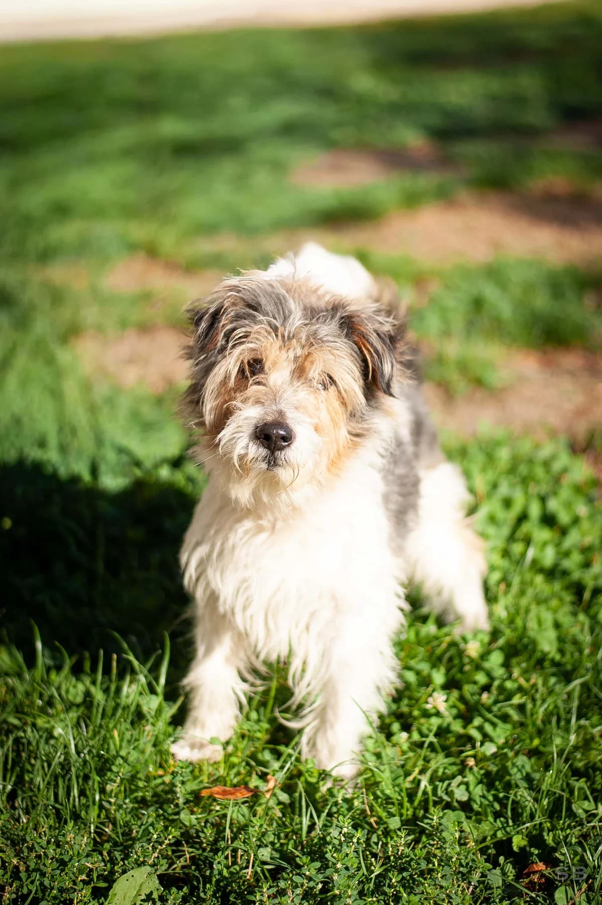 Romeo, Tricolore male senior mixed breed for adoption at APAGI, Le Versoud