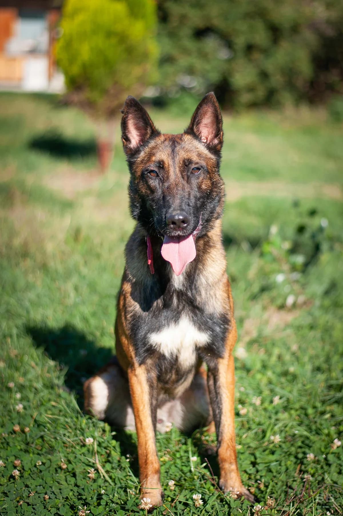 Marcus, Fauve charbonnée male young Belgian Malinois for adoption at APAGI, Le Versoud