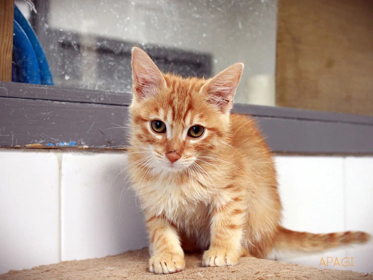 Zadig, roux male puppy European Shorthair for adoption at APAGI, Le Versoud