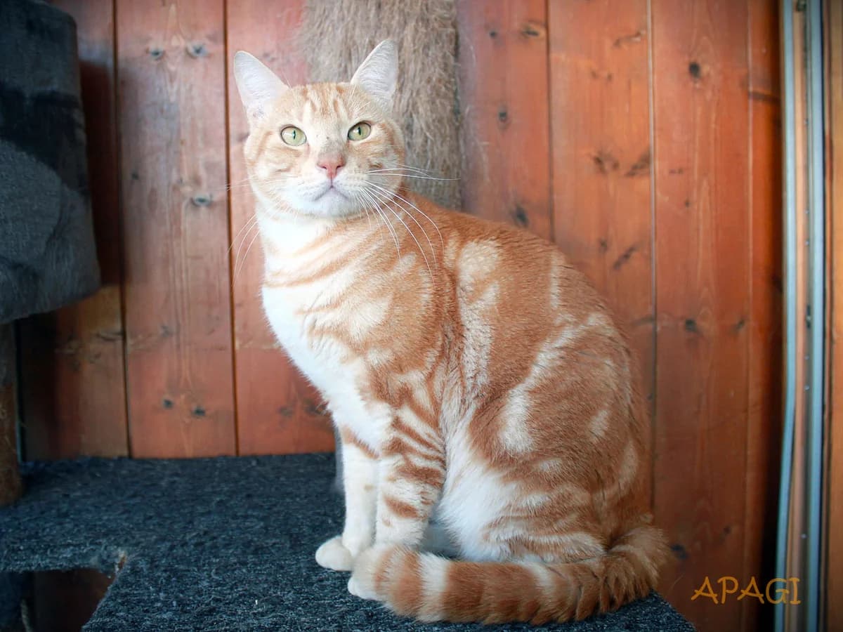 Gizeh, roux et crème male 3yo European Shorthair for adoption at APAGI, Le Versoud