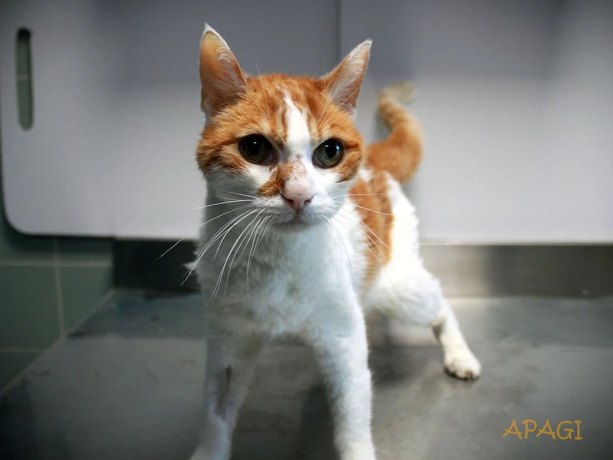Luther, Tigré roux et blanc male senior European Shorthair for adoption at APAGI, Le Versoud