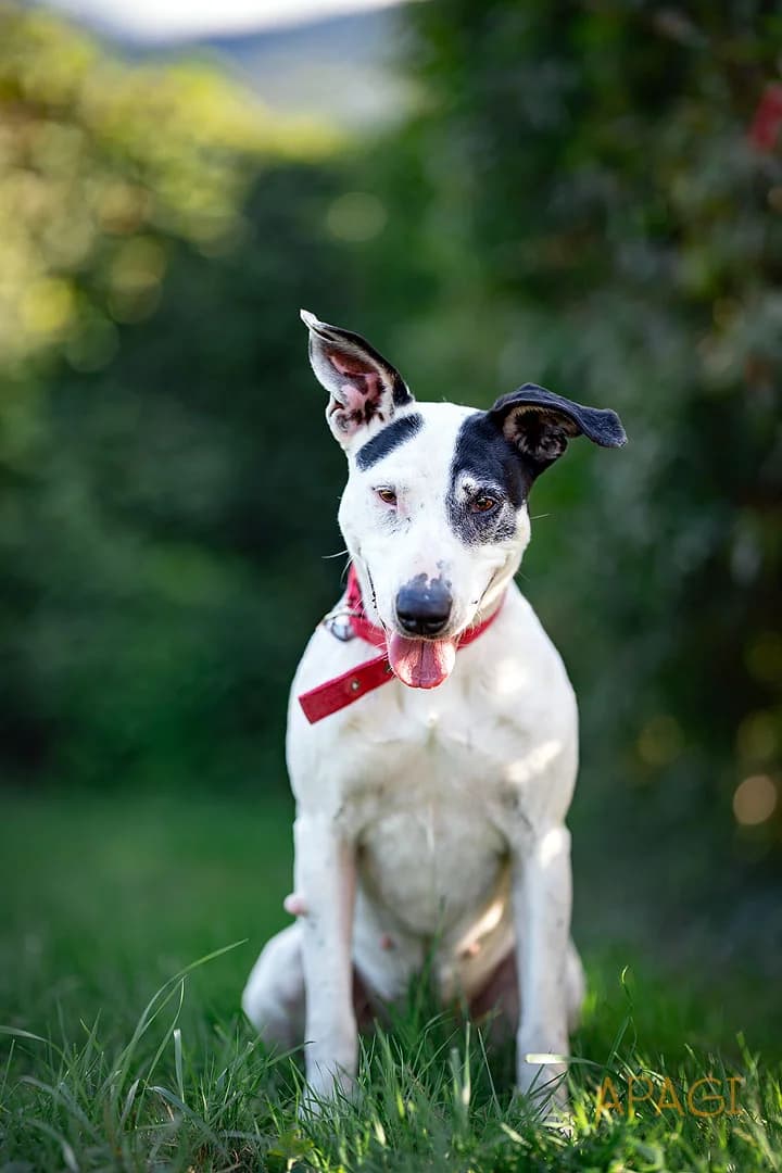 Uria, Blanche et Bleu female senior Bull Terrier for adoption at APAGI, Le Versoud
