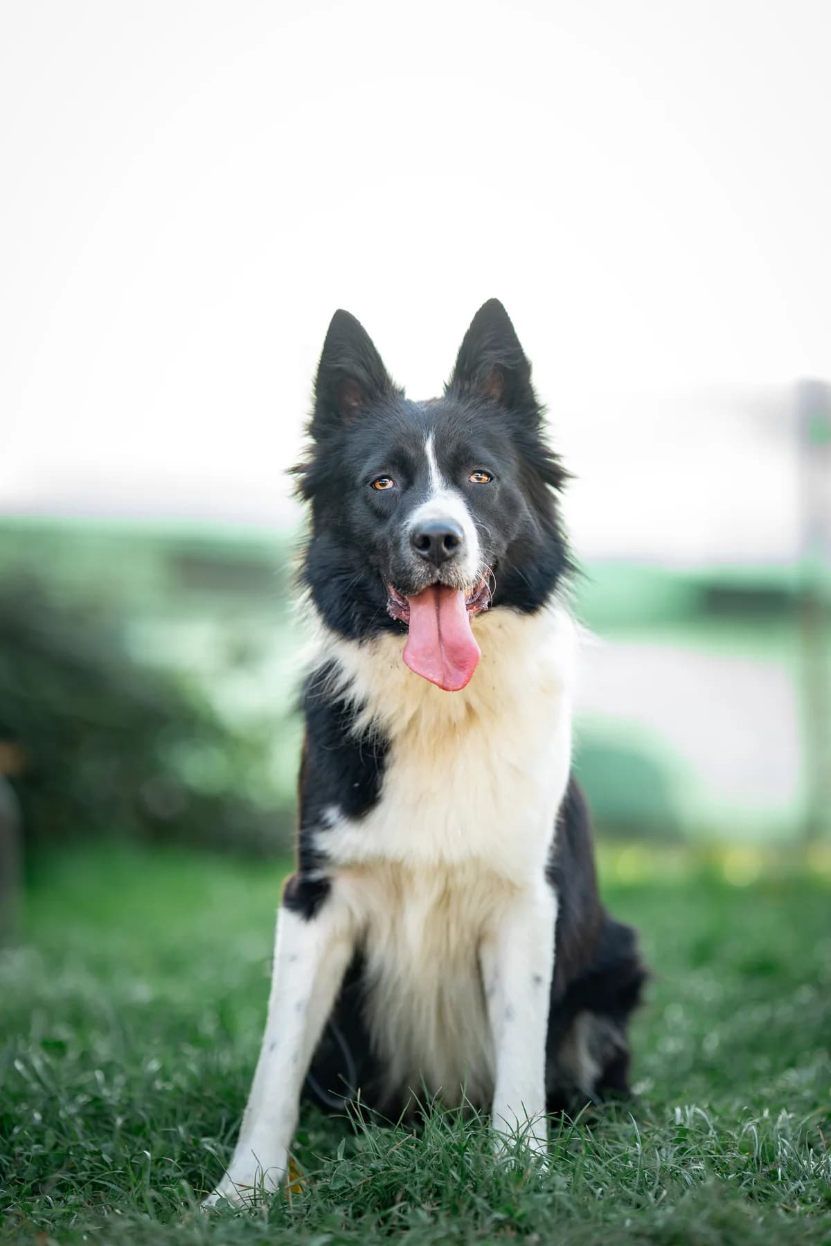 Venum, Noire et Blanc male 3yo Border Collie for adoption at APAGI, Le Versoud