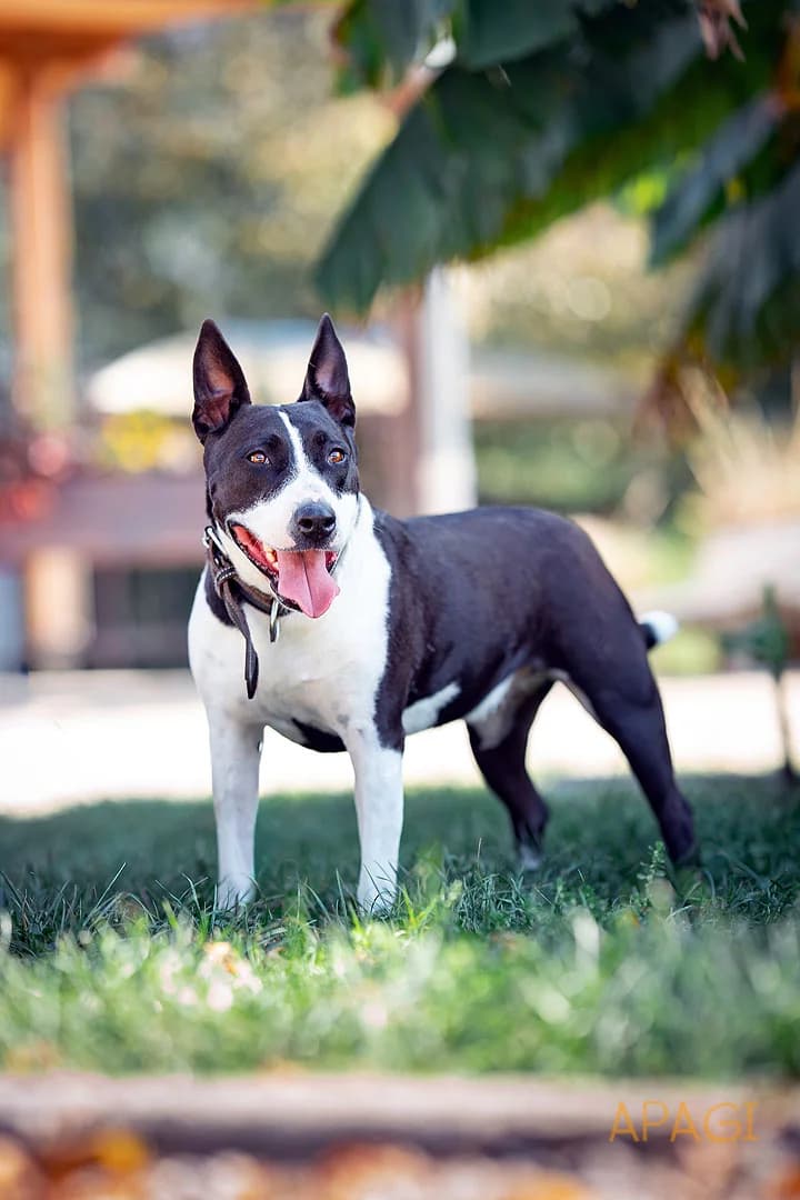Lyna, Noire female 7yo Bull Terrier for adoption at APAGI, Le Versoud