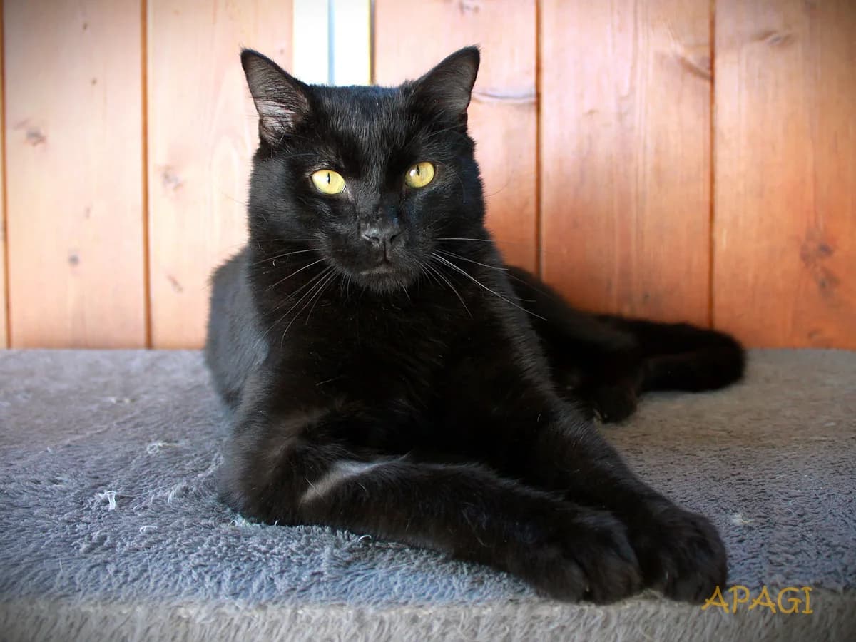 Facom, Noir male young European Shorthair for adoption at APAGI, Le Versoud